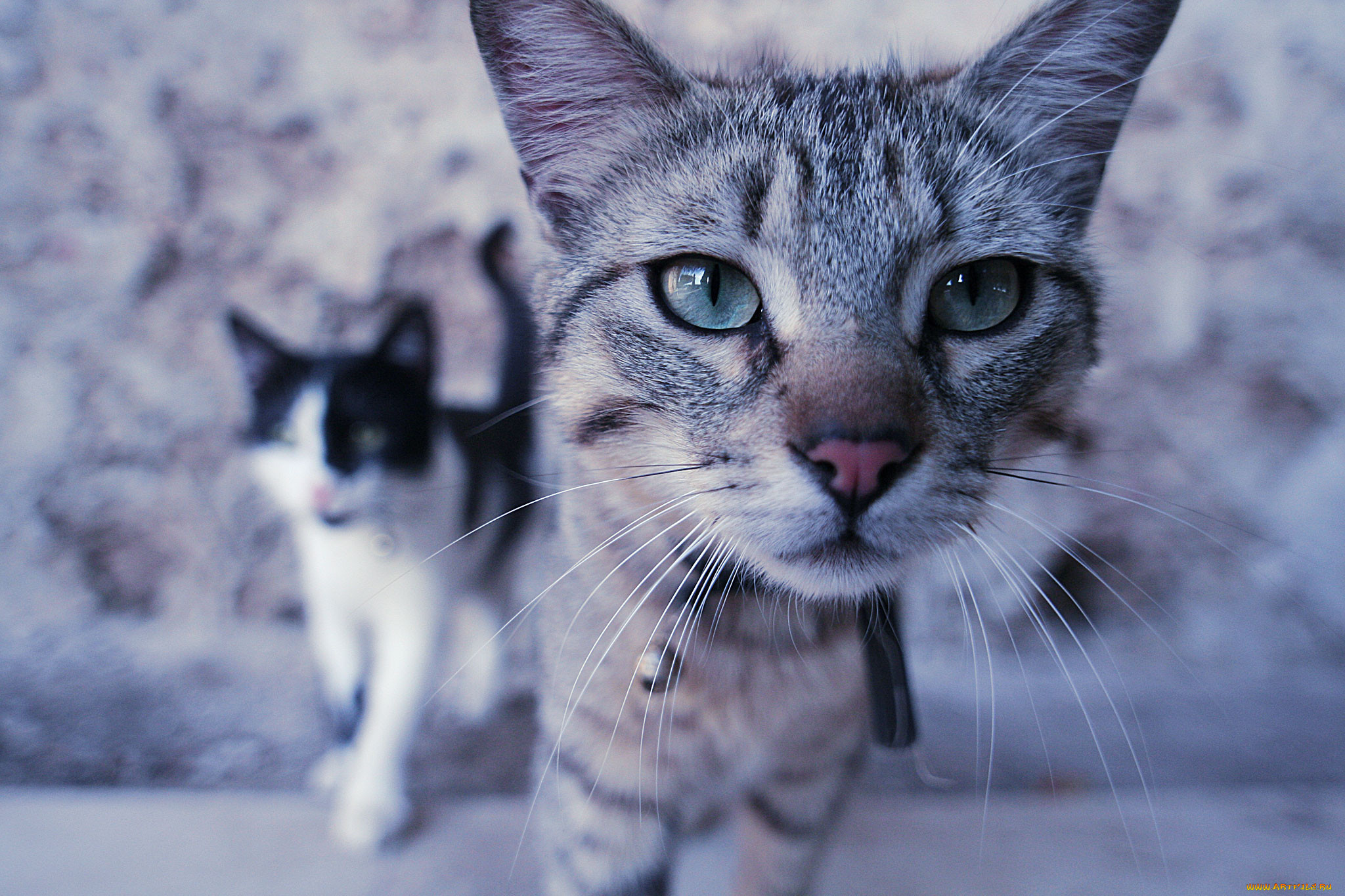 , , cat